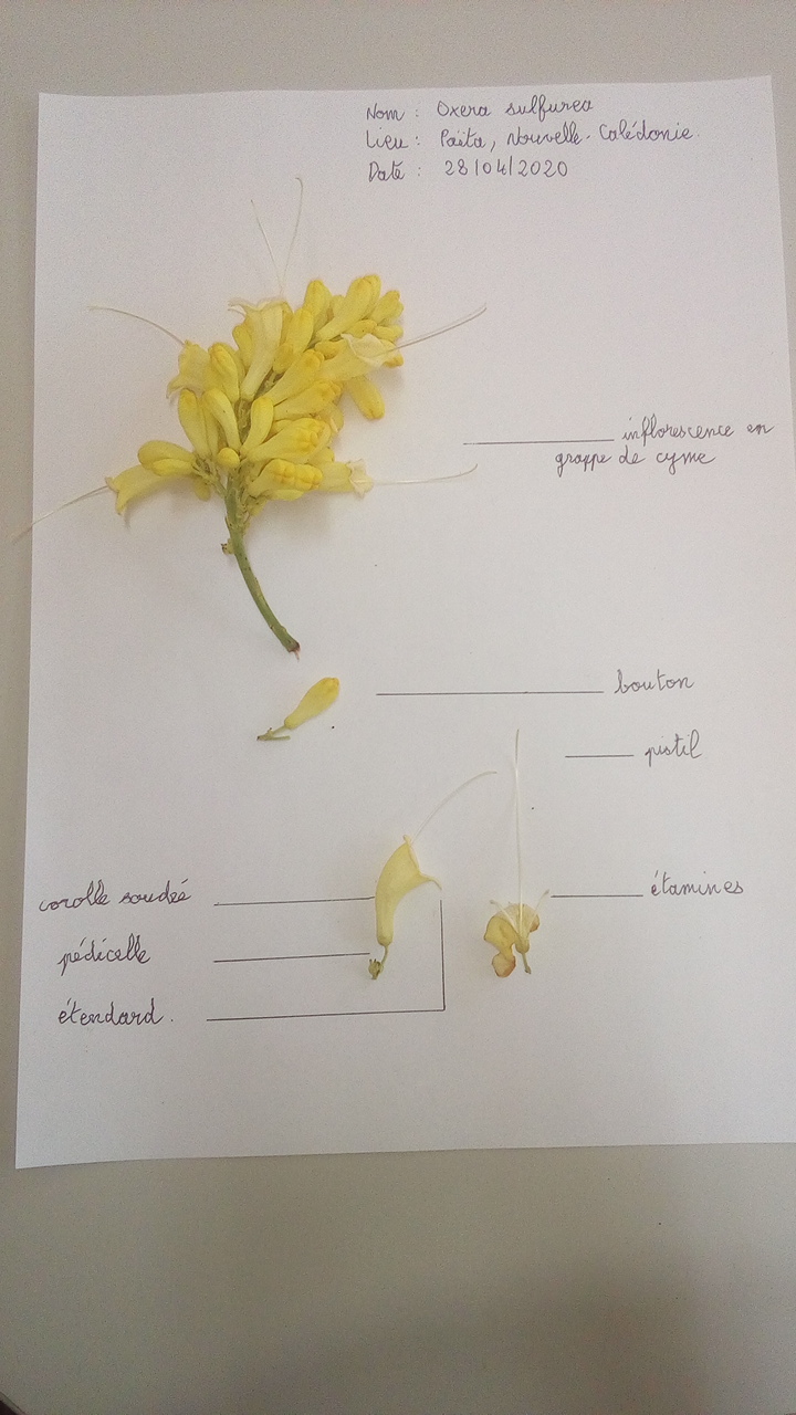 Annexe Oxera sulfurea.jpg