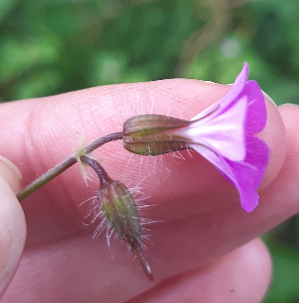 Annexe Géranium Fox.jpg