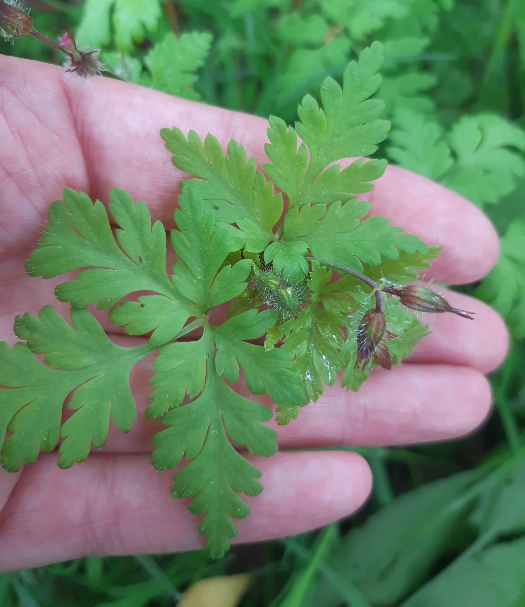 Annexe Géranium Fox1.jpg