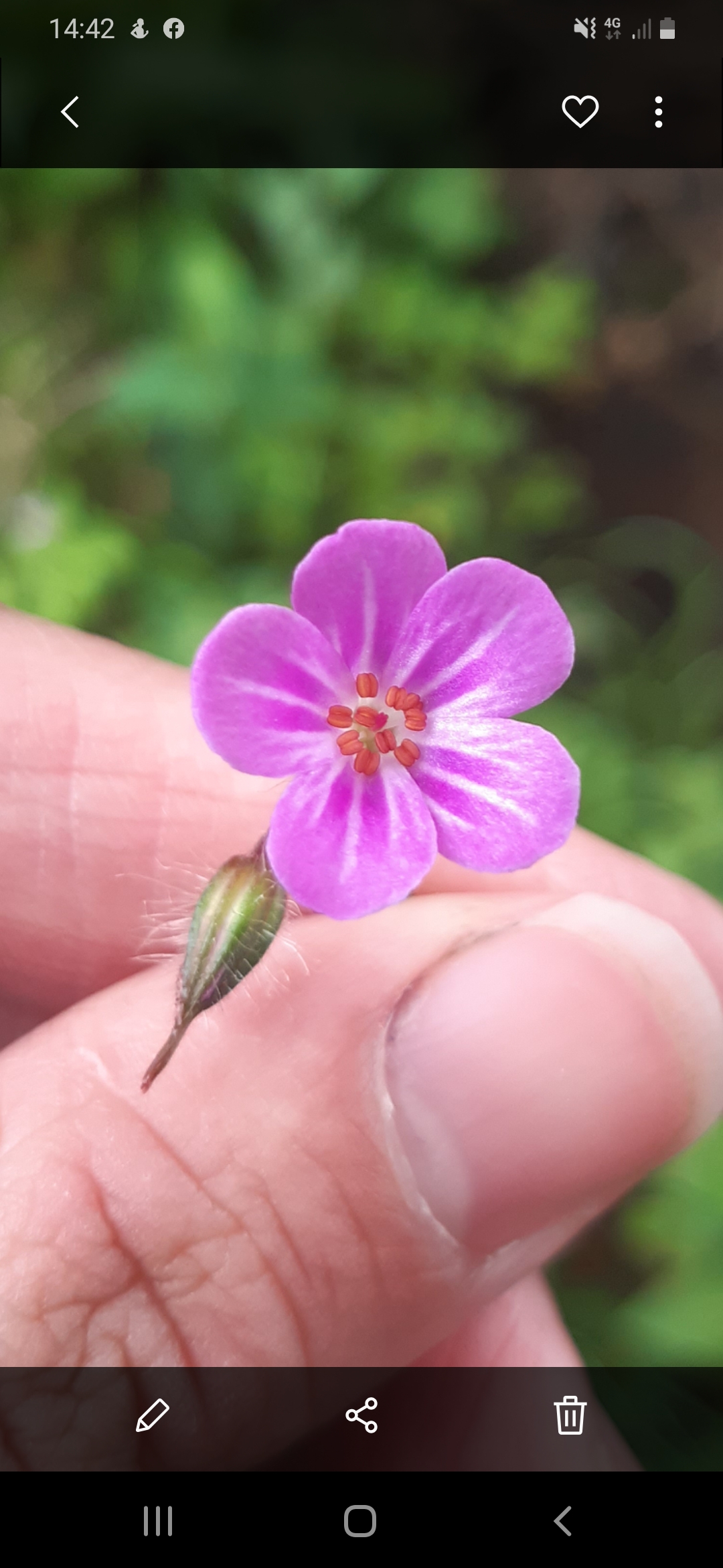 Annexe Géranium Fox2.jpg