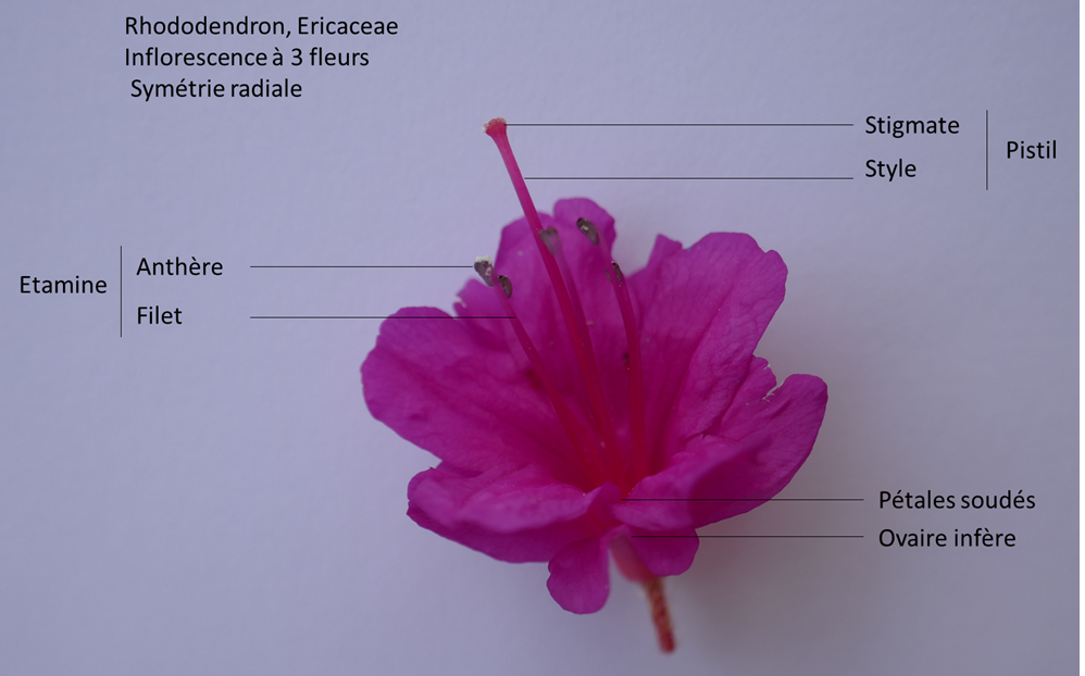 Annexe Rhododendron.png