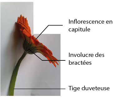 Annexe Gerbera1.png