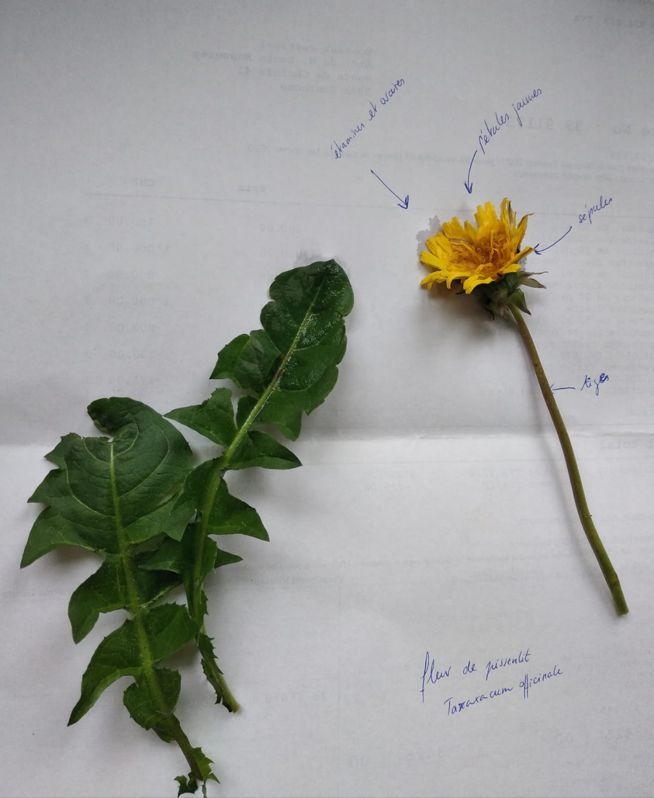 Annexe pissenlit.jpeg