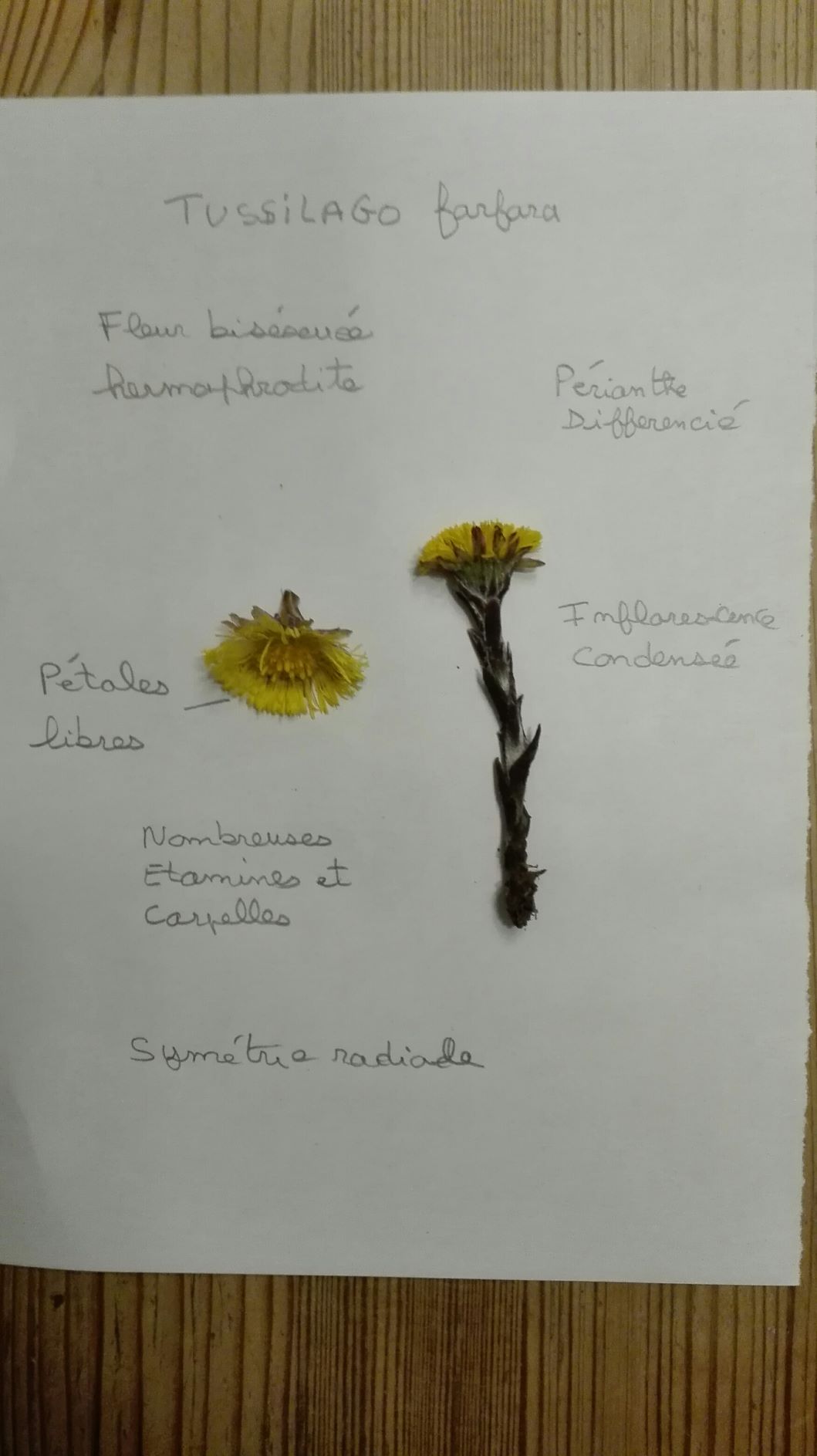 Annexe 2Fleur familière description_Tussilage 28avril20.jpg