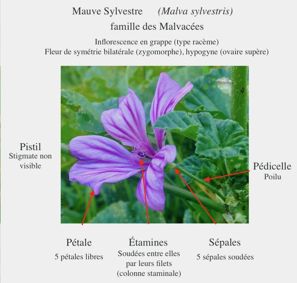 Annexe IMG_5970 (1).jpg