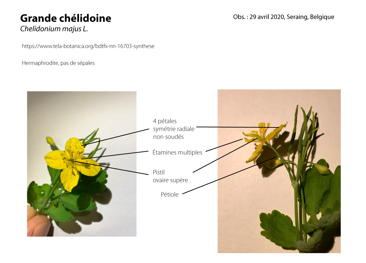 Annexe machelidoine.jpg