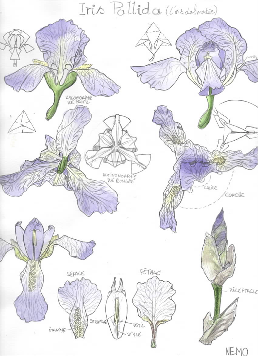 Annexe IRIS PALLIDA.jpeg