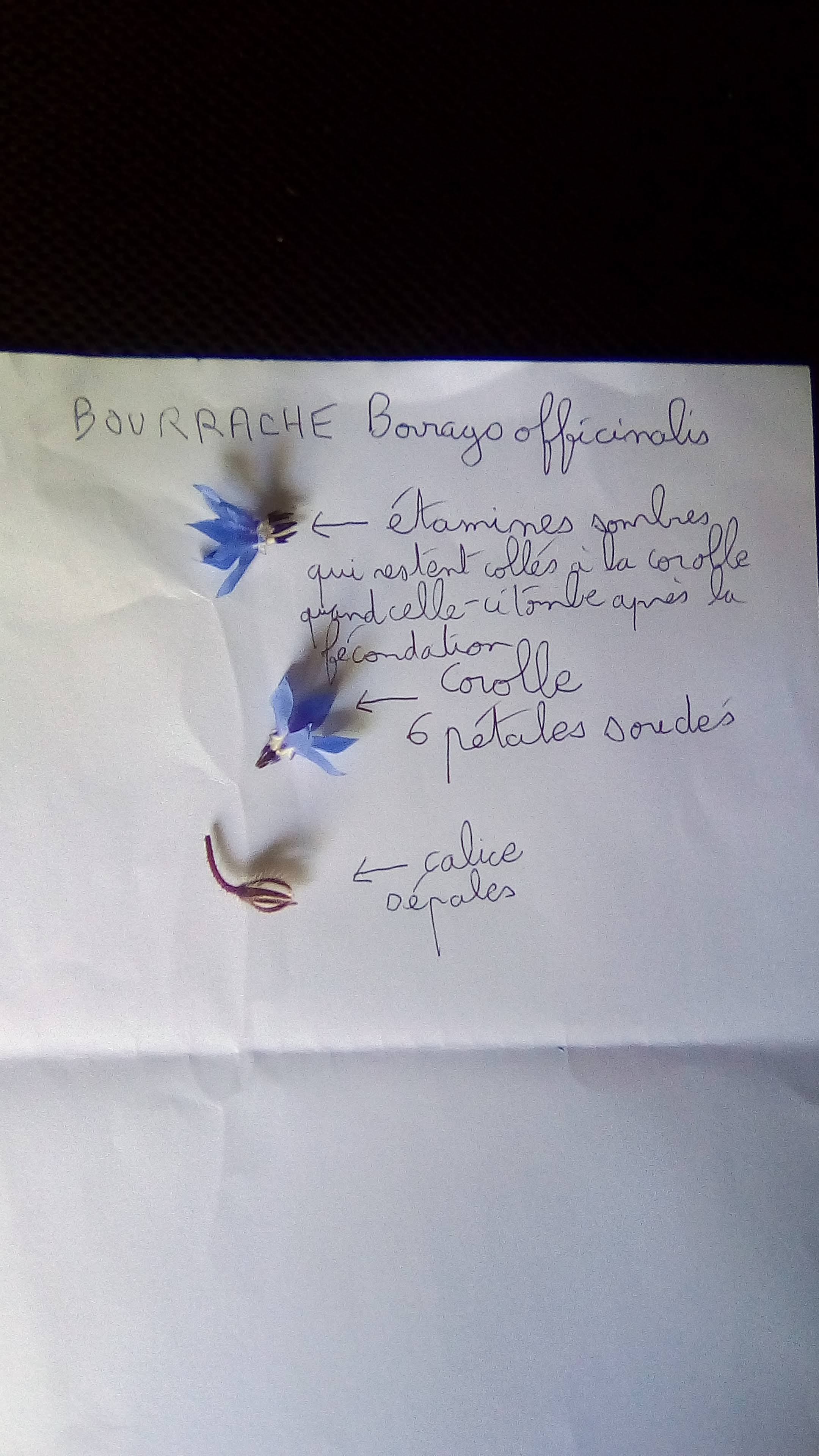 Annexe IMG_20200429_115422.jpg