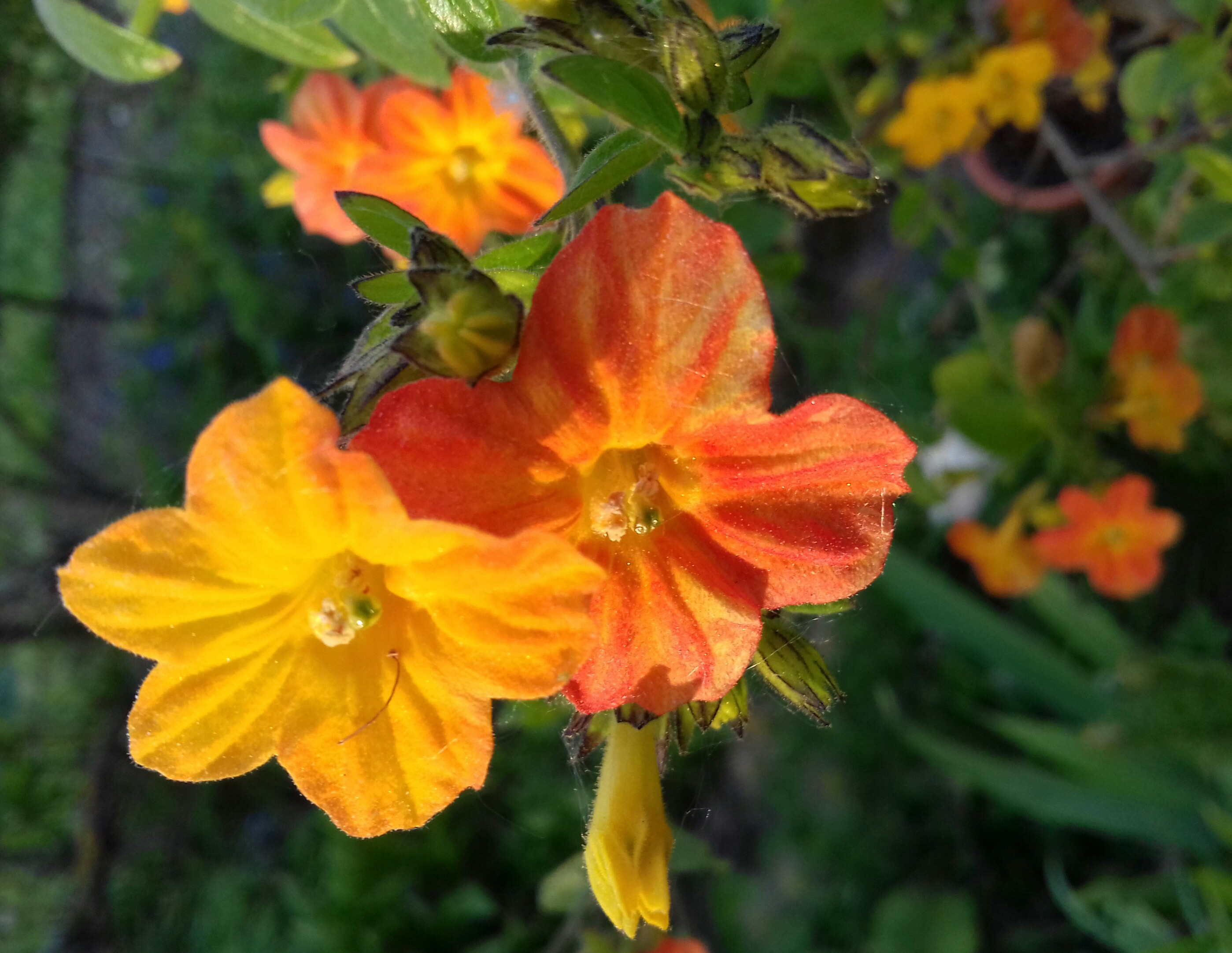 Annexe IMG_20200427_194213.jpg