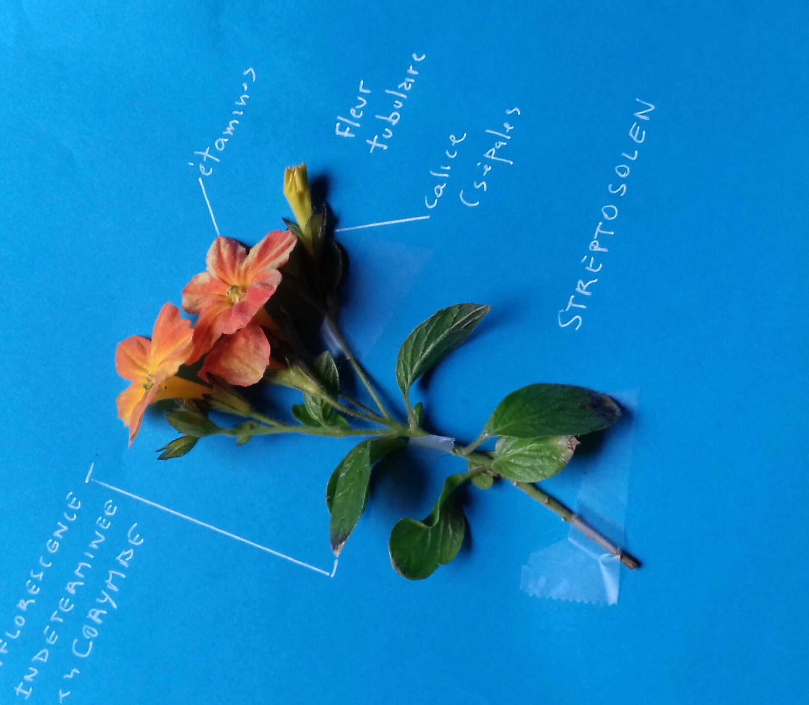 Annexe IMG_20200429_152530.jpg