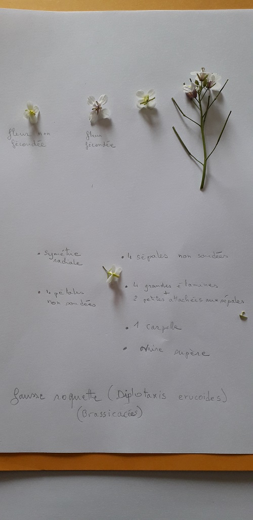 Annexe fausse roquette.jpg