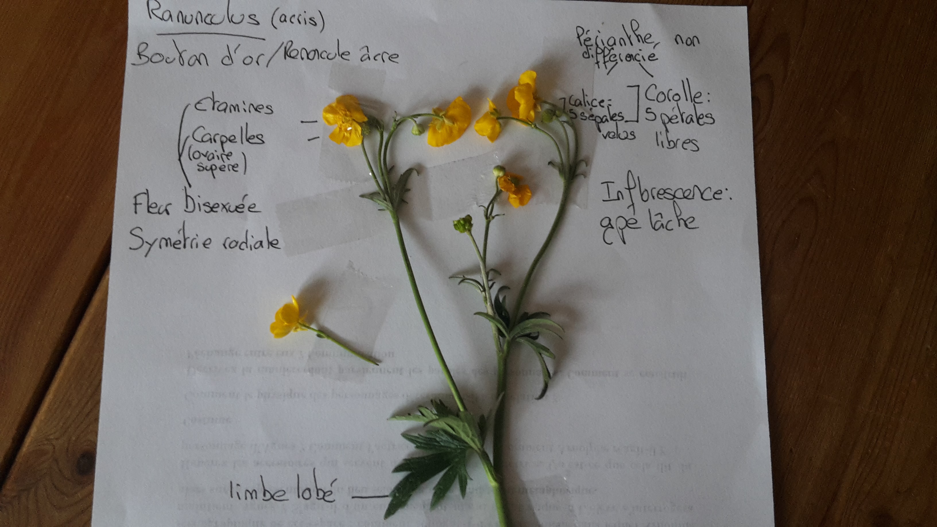 Annexe 20200429_193006[1]-min.jpg