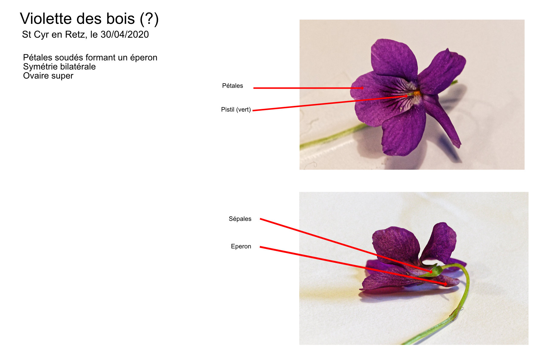 Annexe FicheViolette.jpg