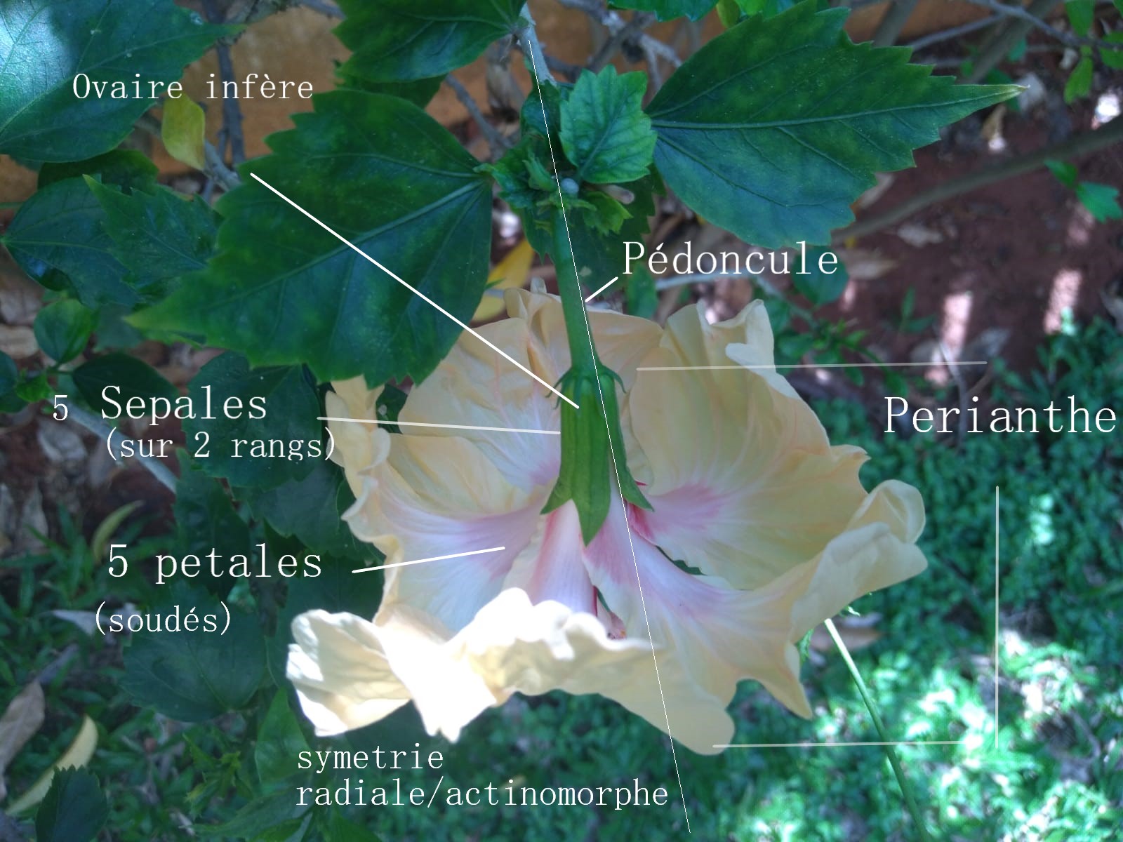 Annexe Hibiscus decription peritanthe.jpg