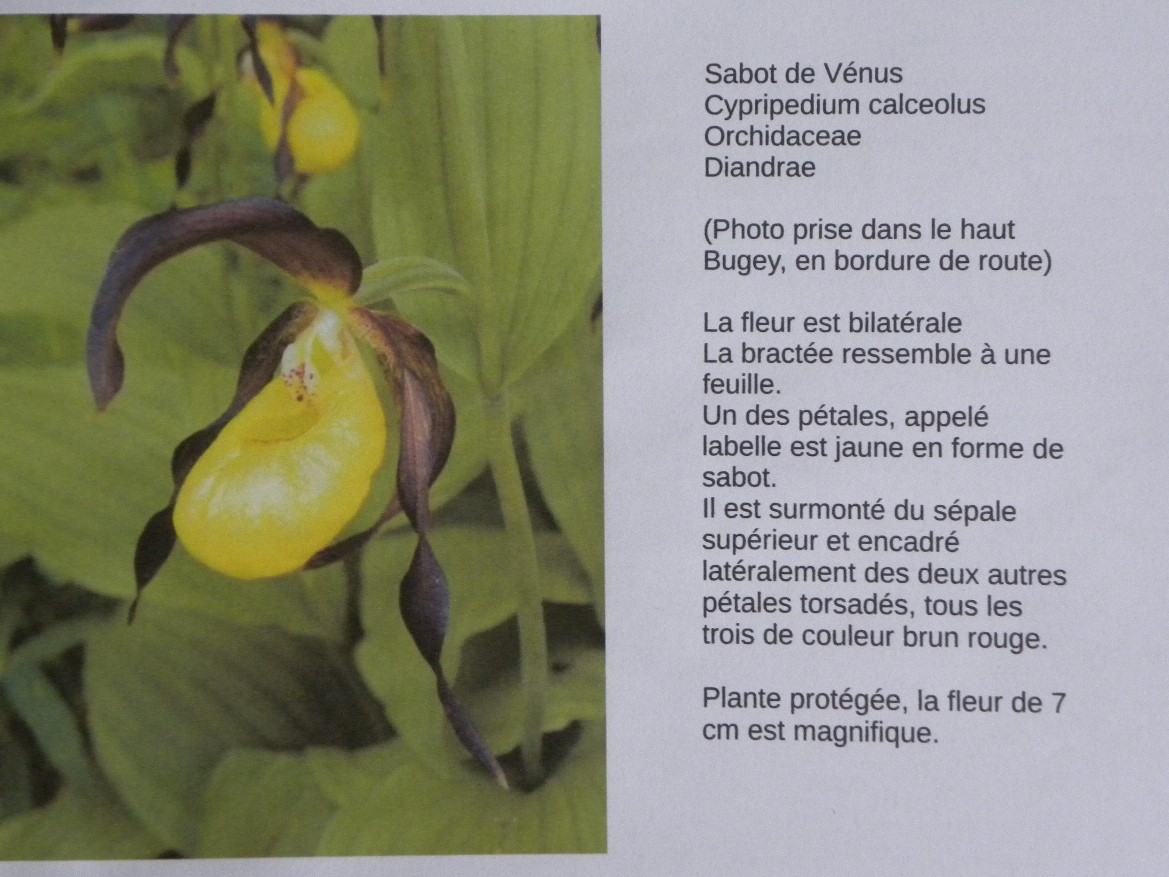 Annexe Sabot de vénus.jpg