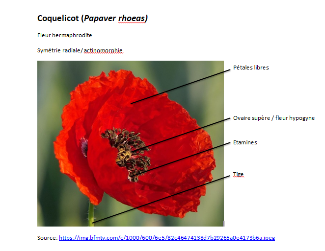 Annexe Coquelicot.png