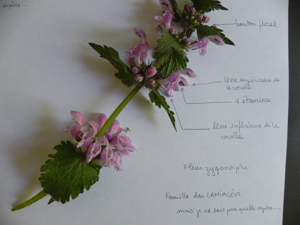 Annexe Lamiacée.JPG