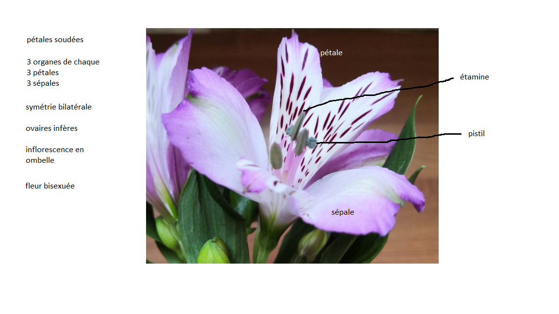 Annexe séquence 3_fleur.png