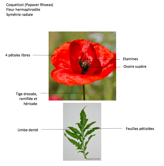 Annexe Capture d’écran 2020-04-30 à 19.03.13.png