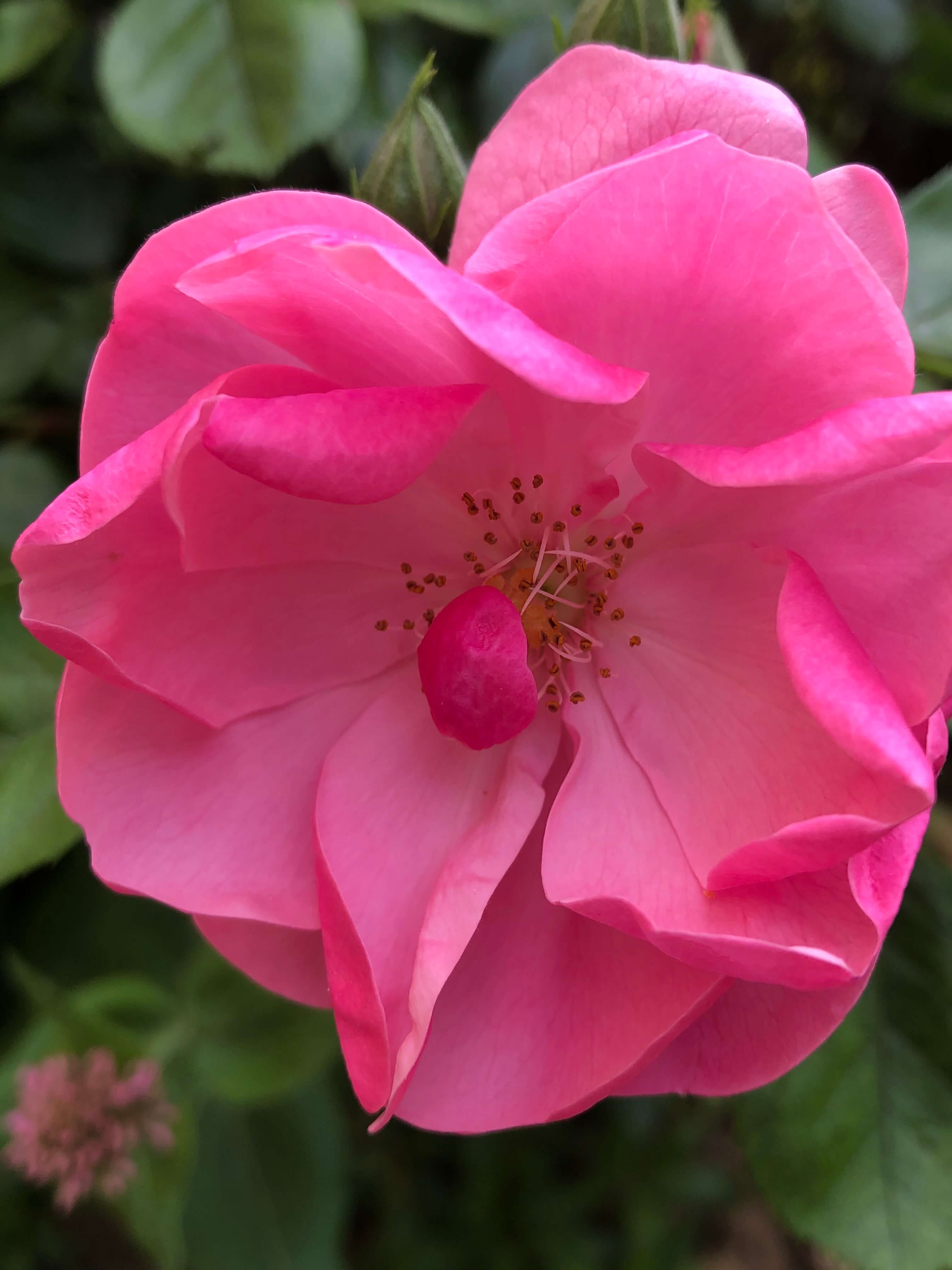 Annexe rosa gallica face.jpg