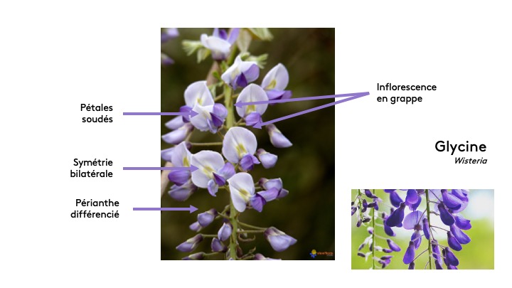 Annexe Glycine fleurs.jpeg