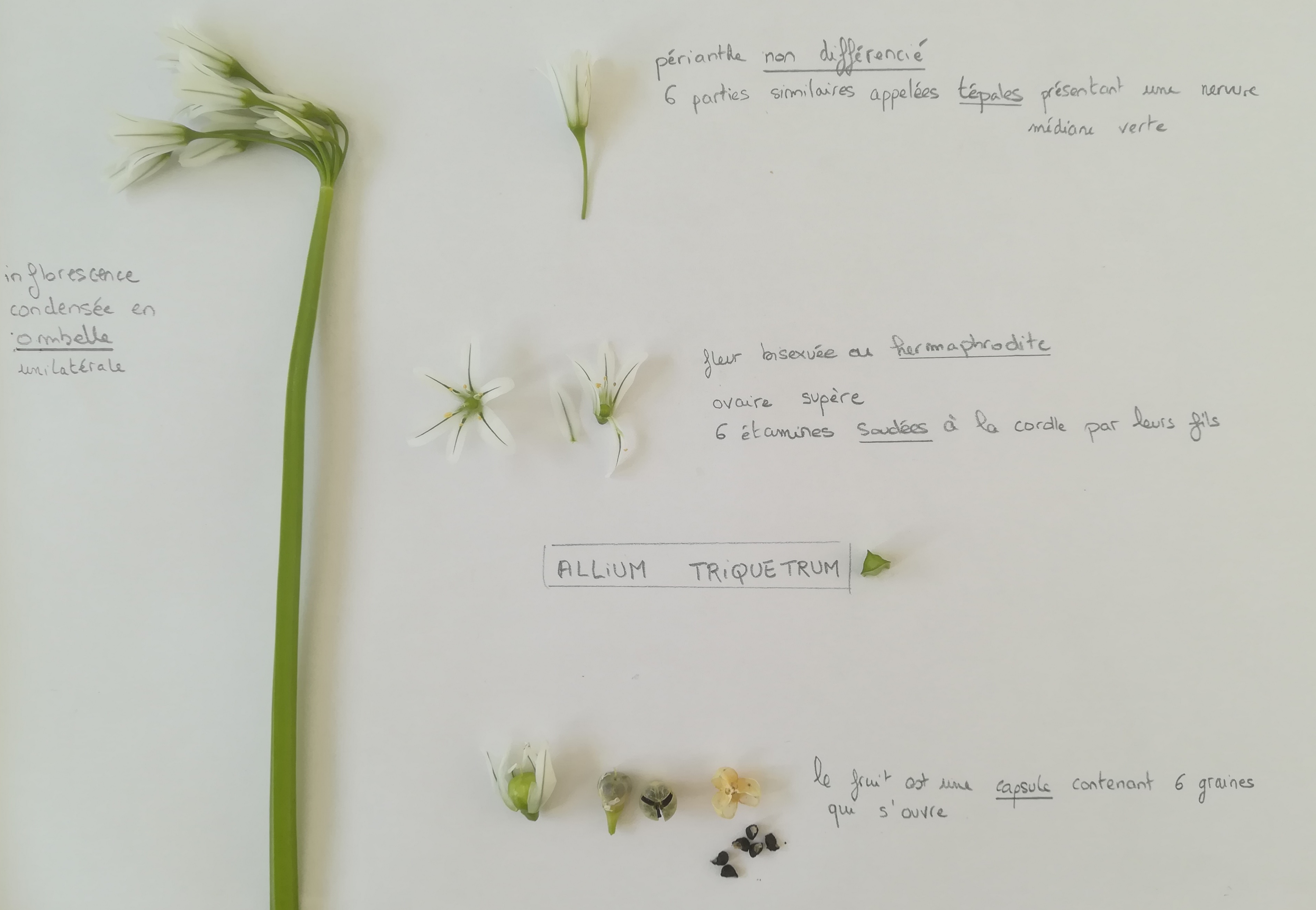 Annexe IMG_20200501_112936.jpg