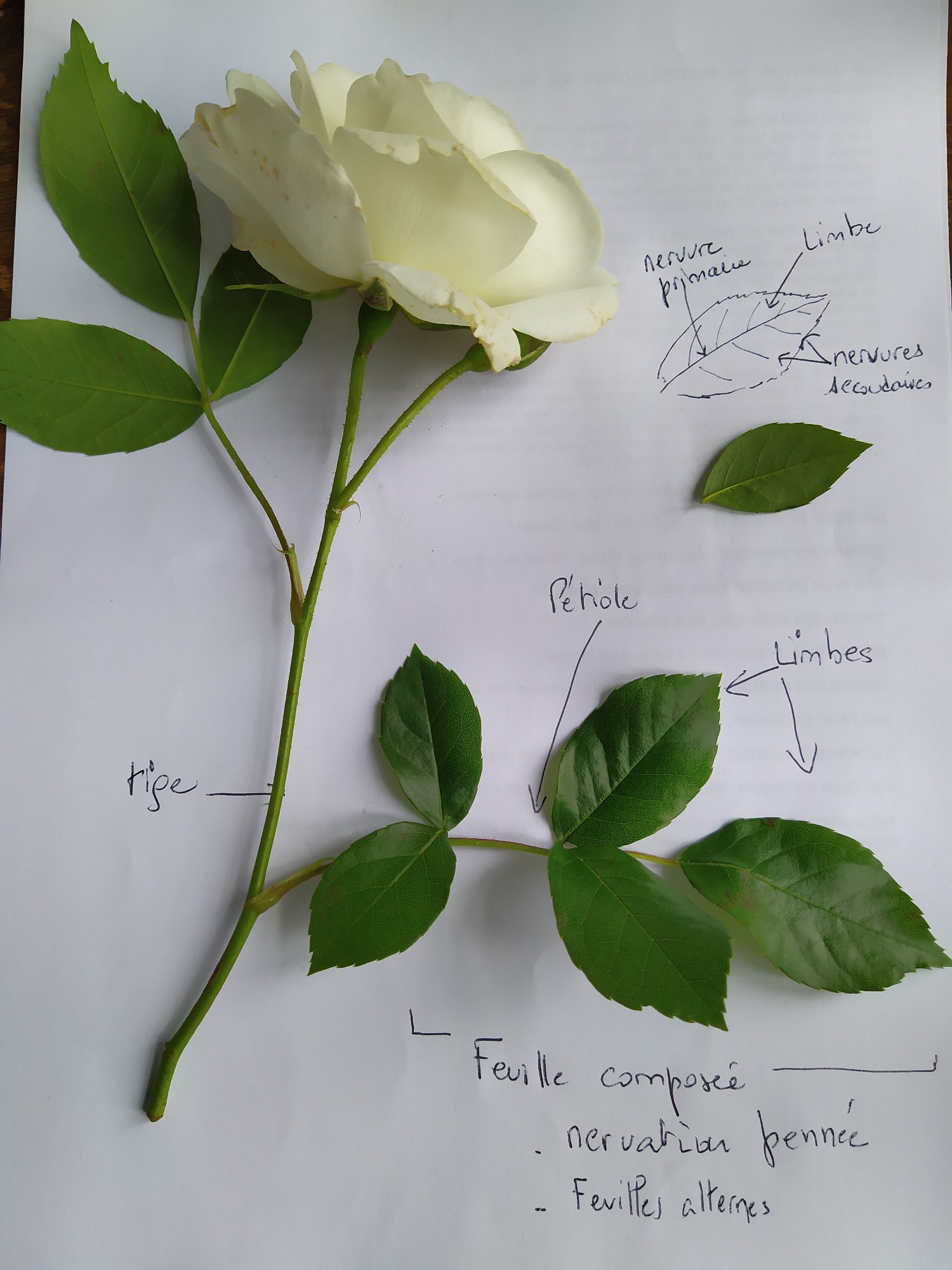 Annexe DESCRIPTION ROSE COMP.jpg