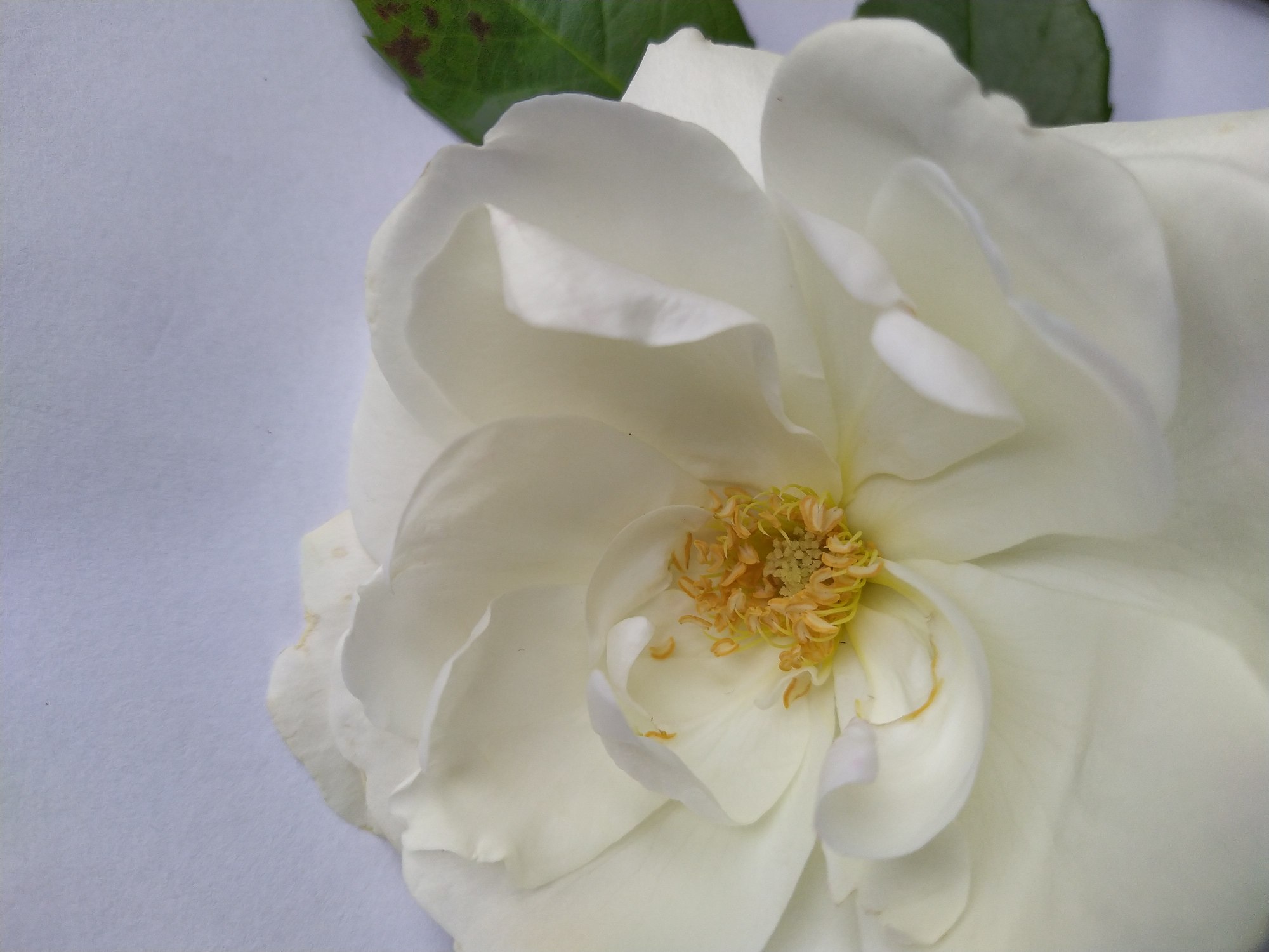 Annexe PETALES ETAMINES ET PISTIL ROSE COMP.jpg