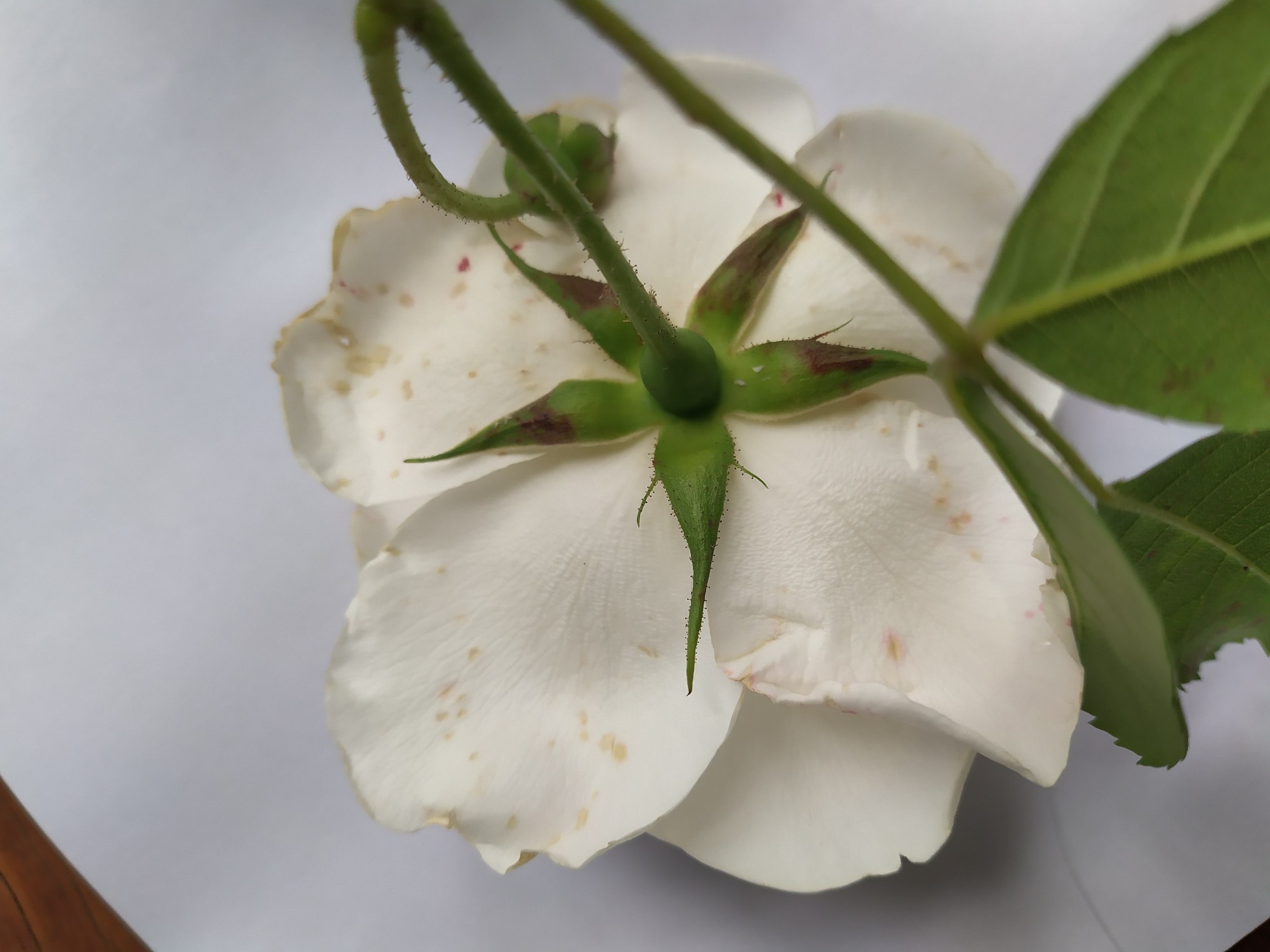 Annexe SEPALES ET PETALES ROSE COMP.jpg