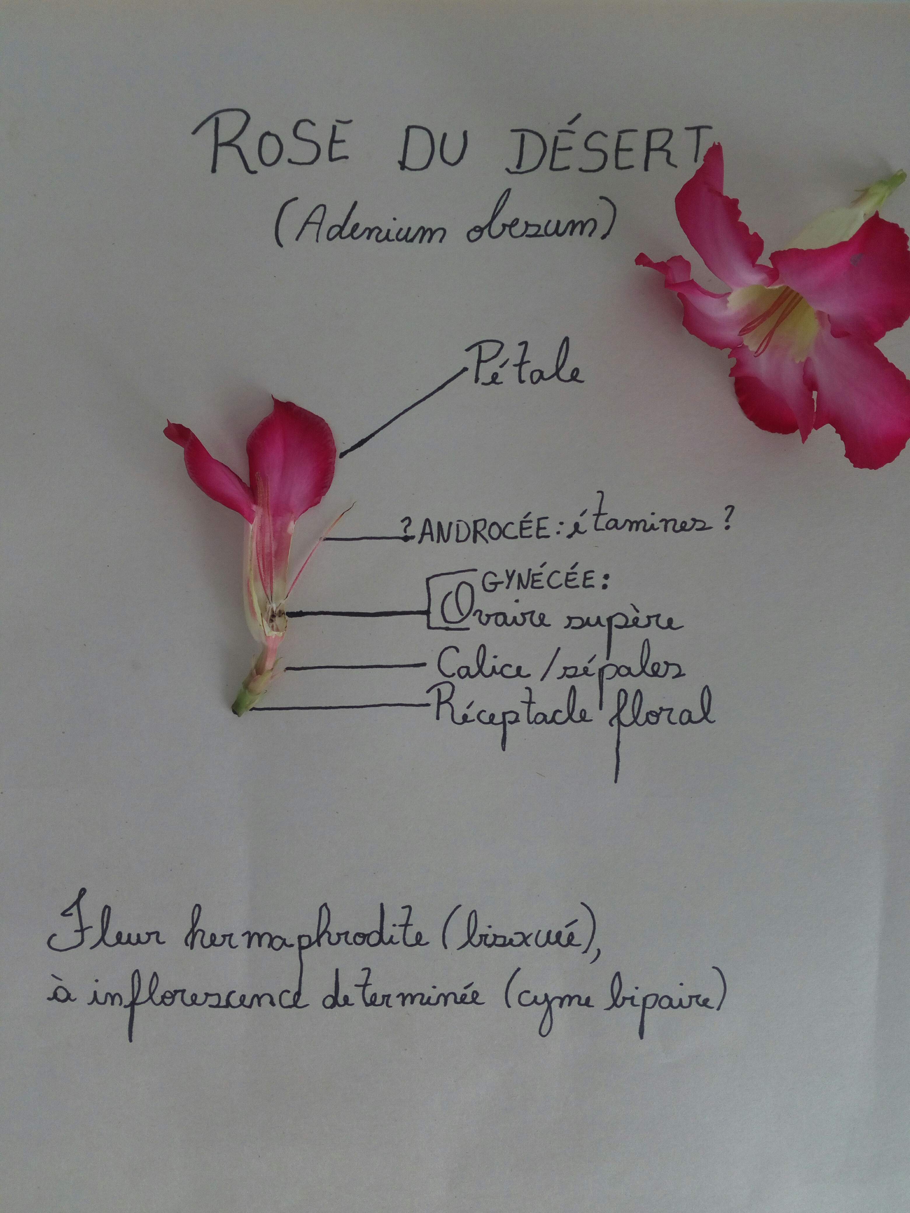 Annexe IMG_20200501_104308_compress65.jpg