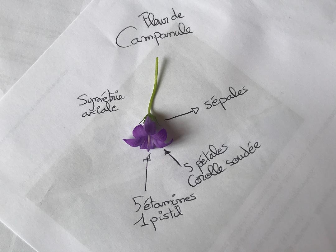 Annexe campanule2.jpg