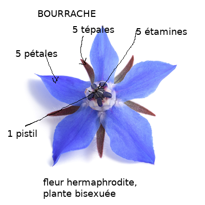 Annexe bourrache.png