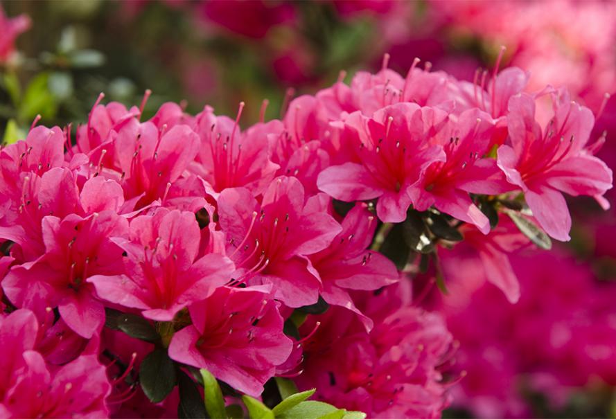 Annexe AdobeStock_64898383-azalee.jpg