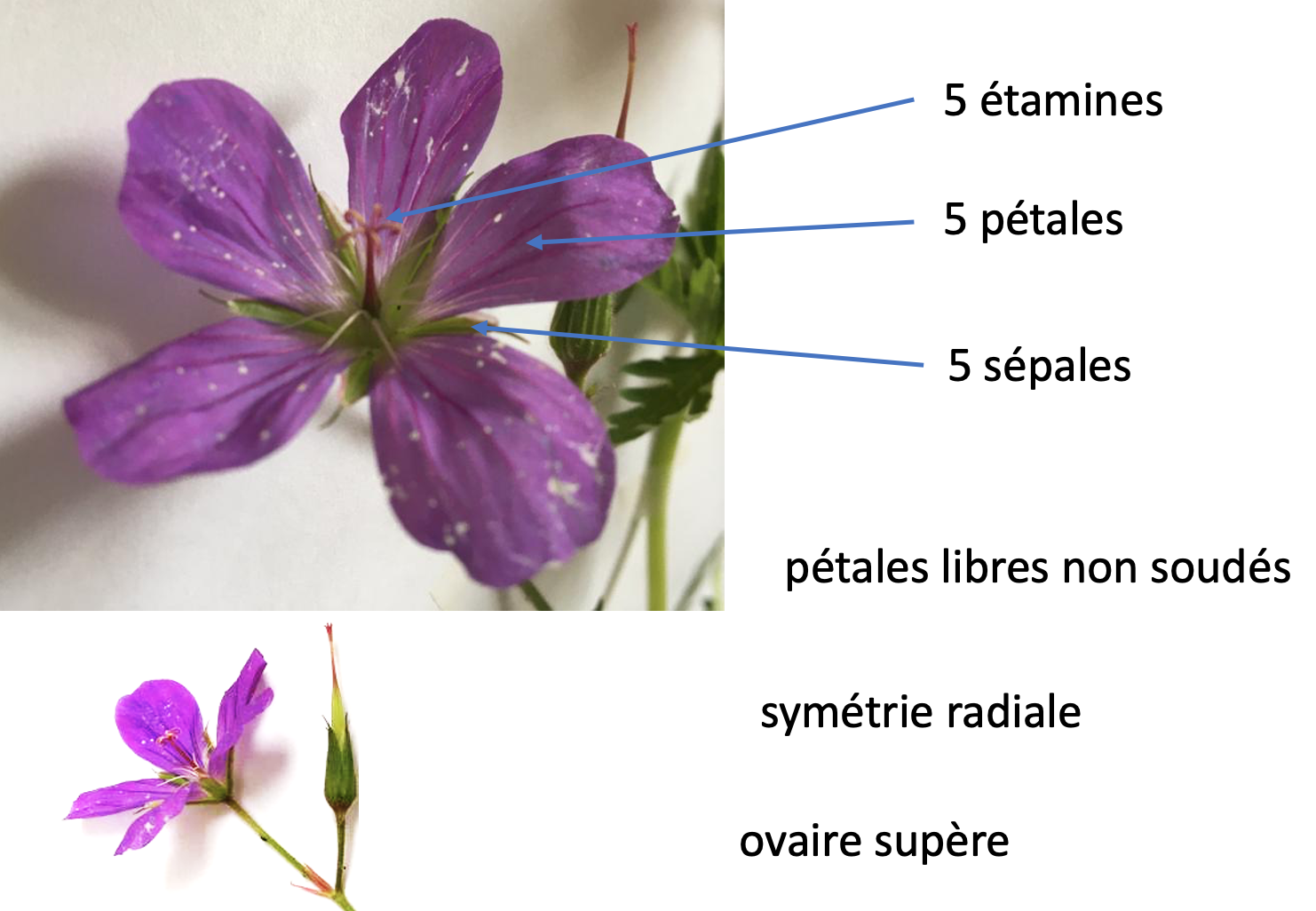 Annexe géranium nimbus.png