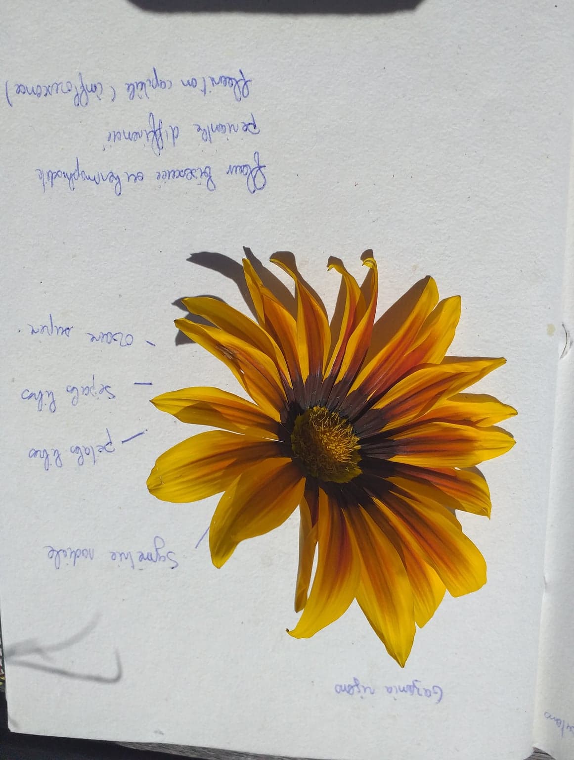 Annexe 95612673_678398232950531_786093175398727680_n.jpg