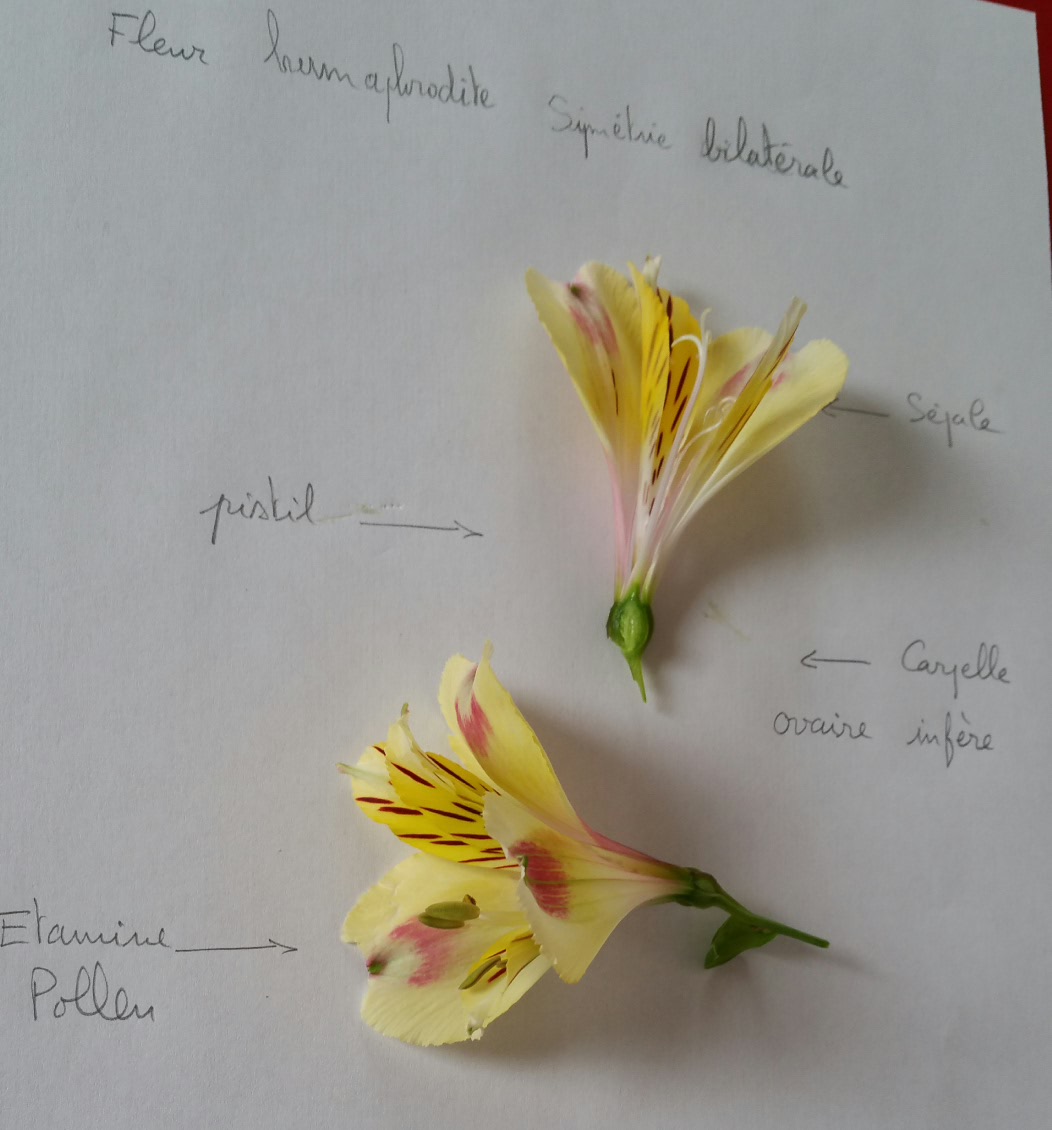 Annexe 2020-05-02 15.07.43.jpg