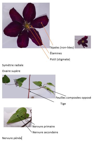 Annexe fiche de la clématite.JPG