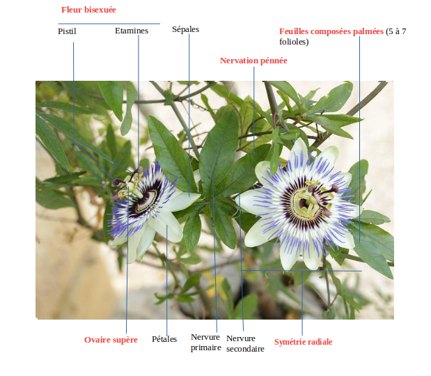 Annexe Description passiflora.png