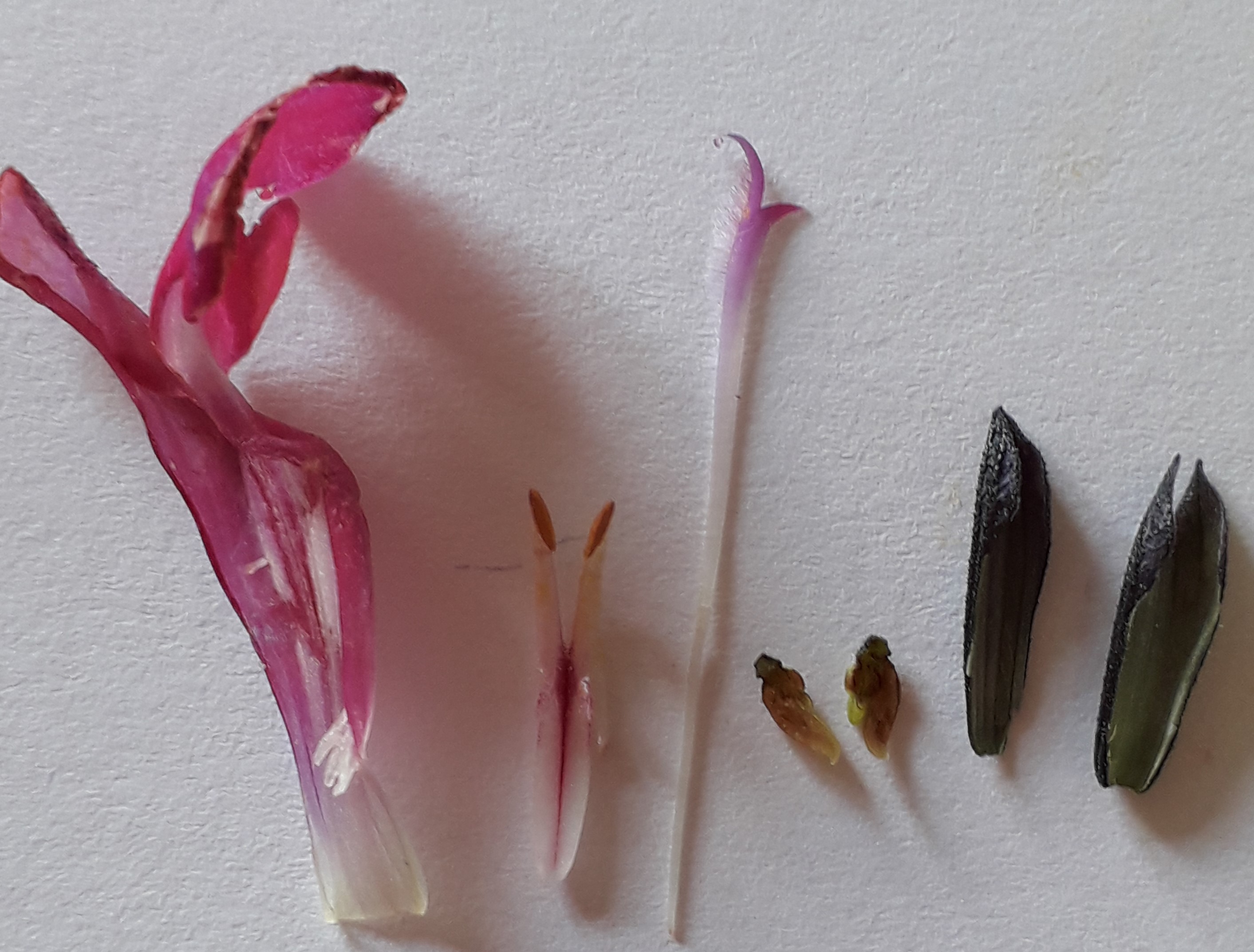 Annexe Sauge Appareil reproducteur.jpg