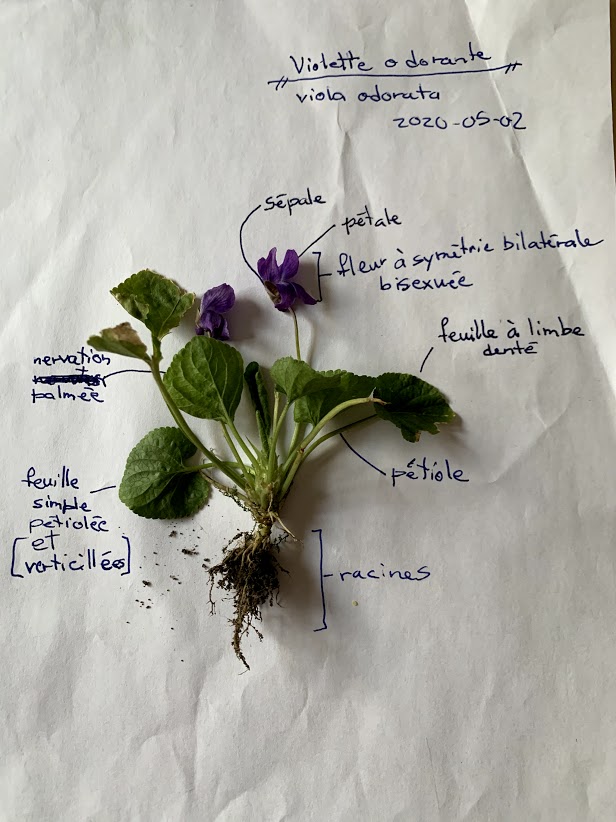 Annexe VioletteOdorante.jpg