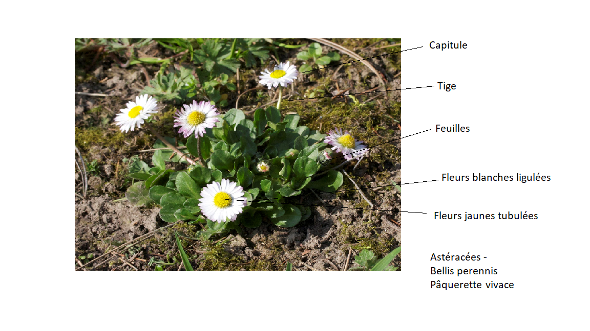 Annexe Bellis perennis schéma.png