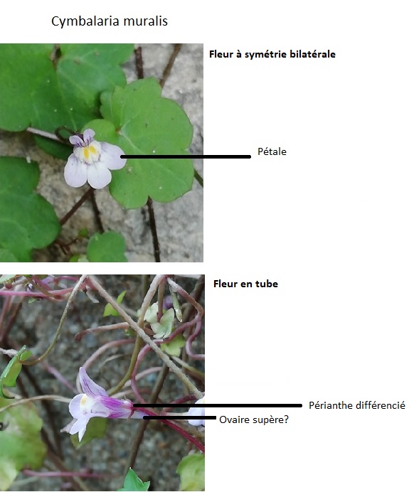 Annexe Cymbalaria Muralis_fleur.jpg