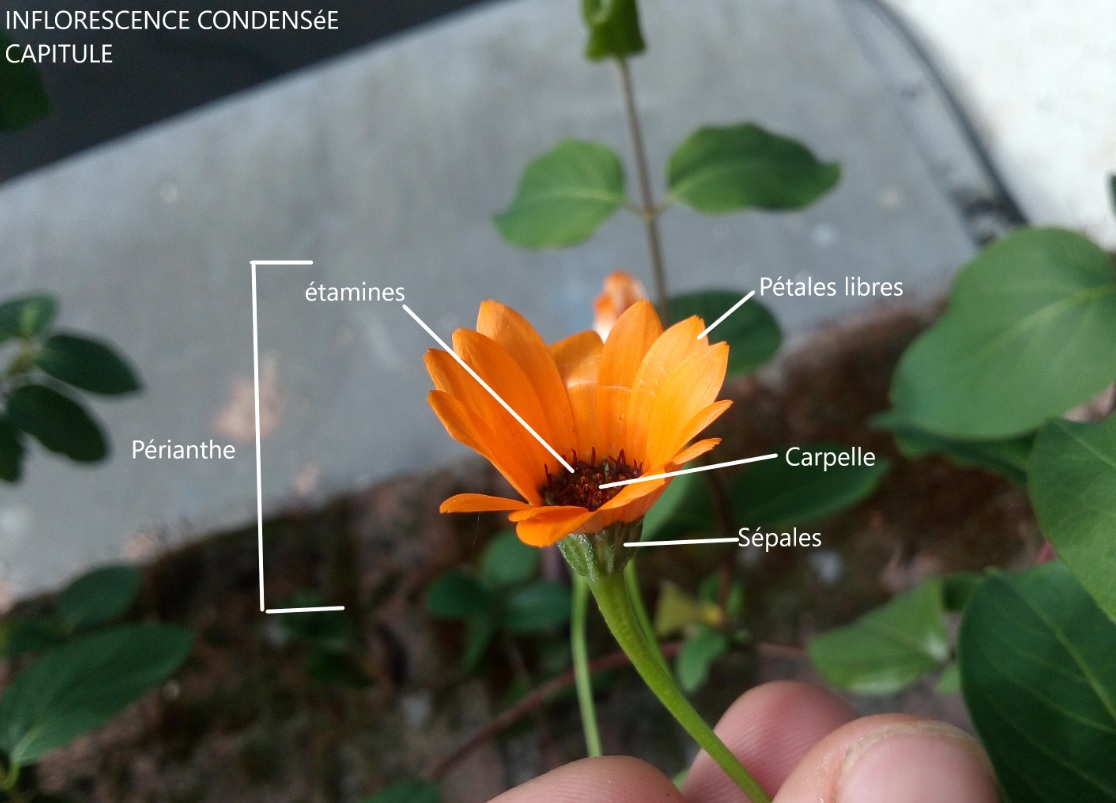 Annexe Fleur aux pétales oranges.jpg