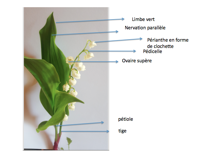 Annexe Capture d’écran 2020-05-03 à 17.28.49.png
