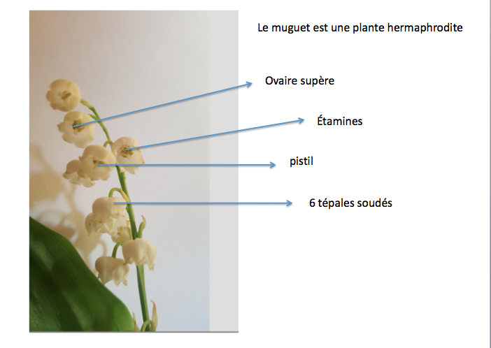 Annexe Capture d’écran 2020-05-03 à 17.35.11.png