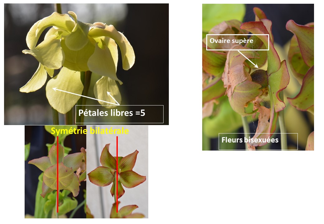 Annexe Sarracenia_flava_fleur.jpg
