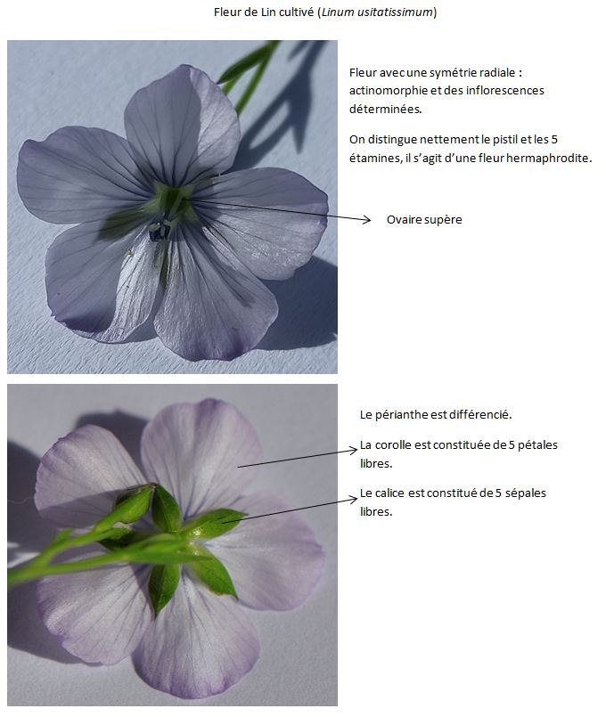 Annexe Activité - Lin cultivé.jpg