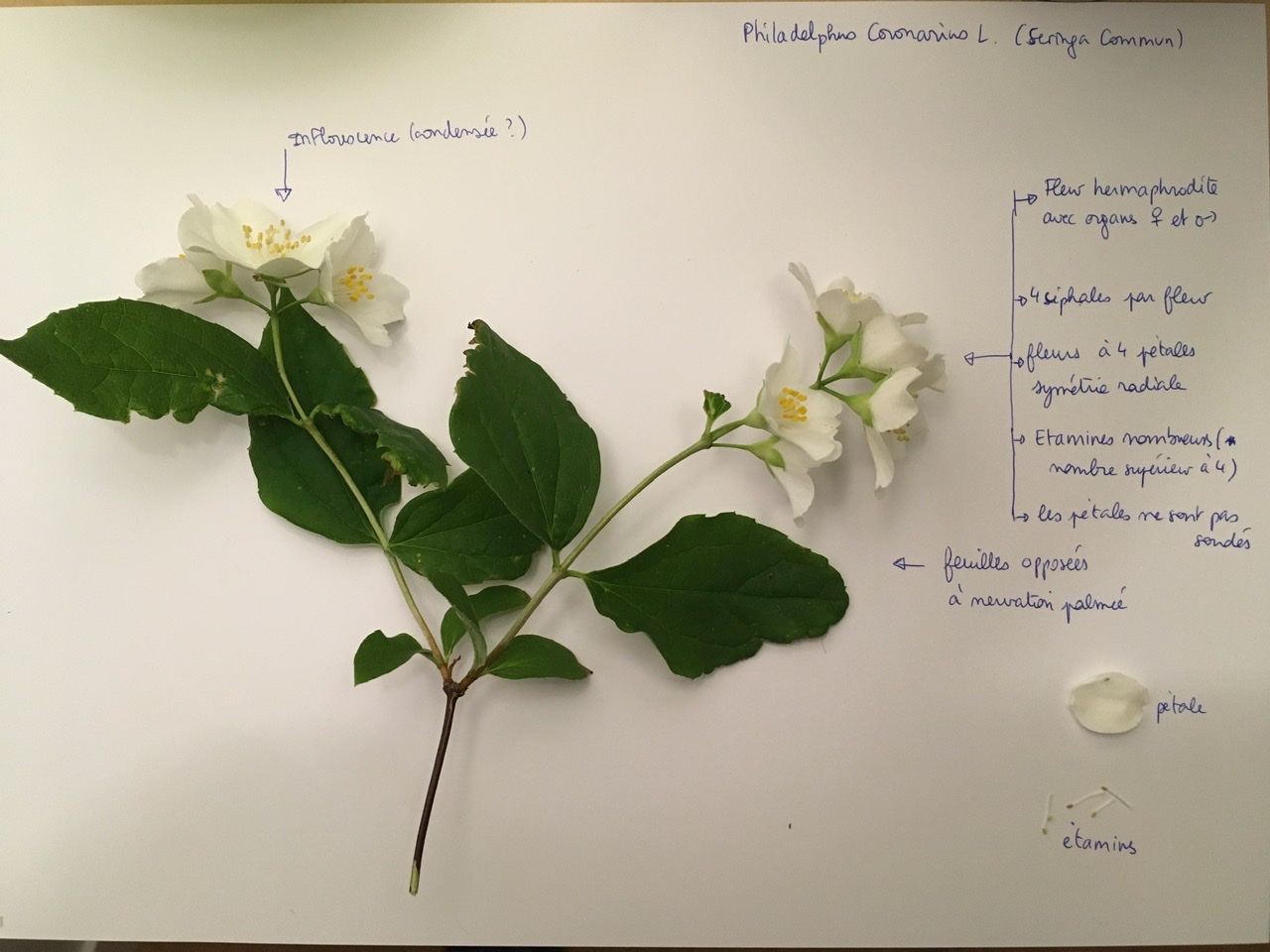 Annexe Philadelphus Coronarius L..jpeg