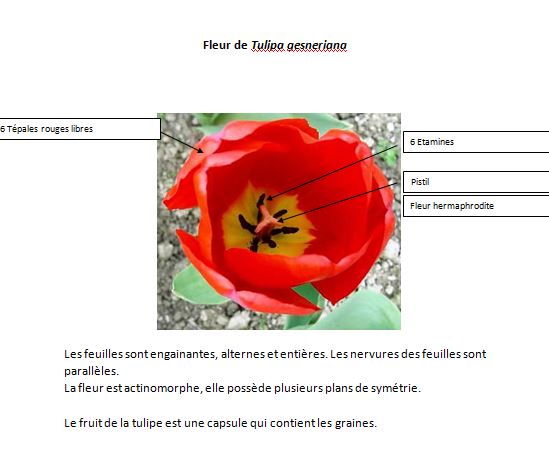 Annexe Tulipe.JPG