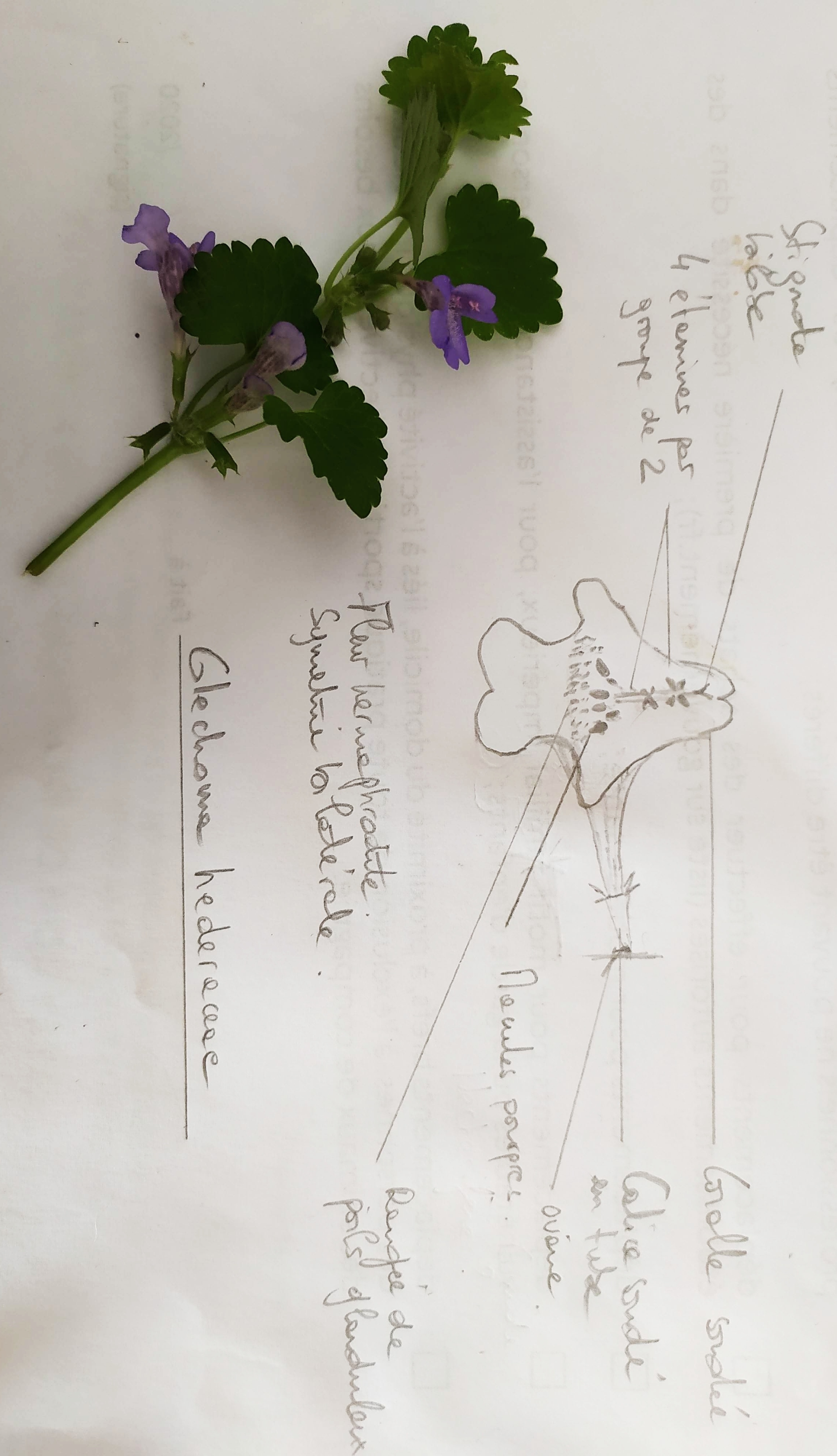 Annexe IMG_20200504_143300.jpg